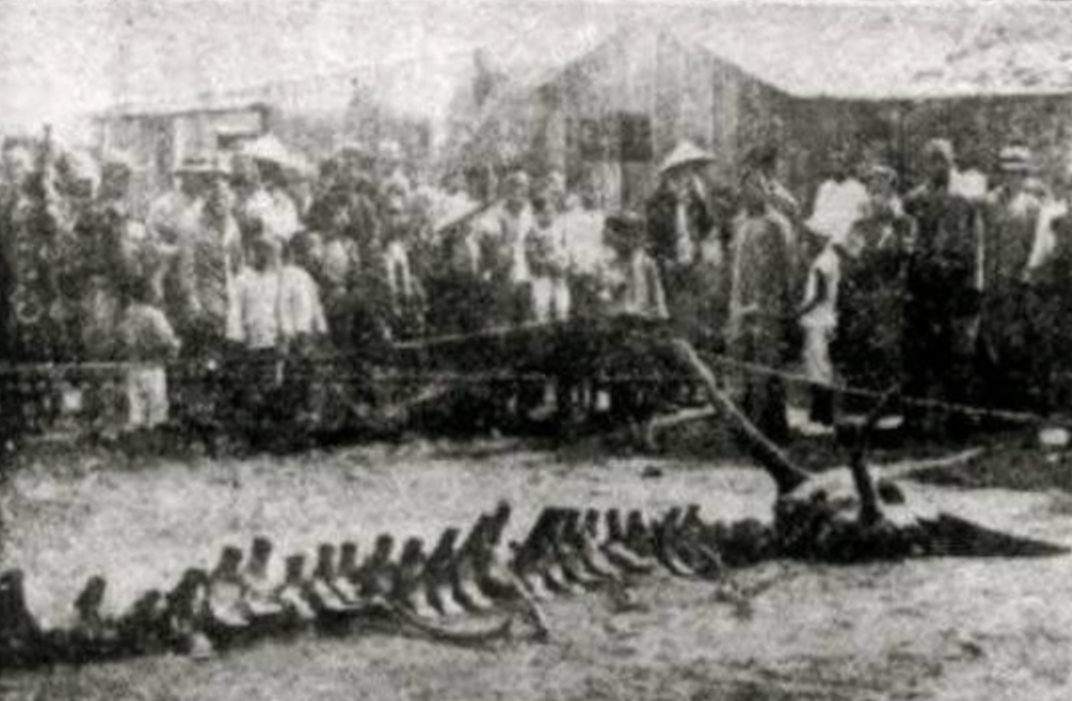 神秘营口坠龙事件:海边突现真龙,隔天却化为龙骨,749局揭露真相