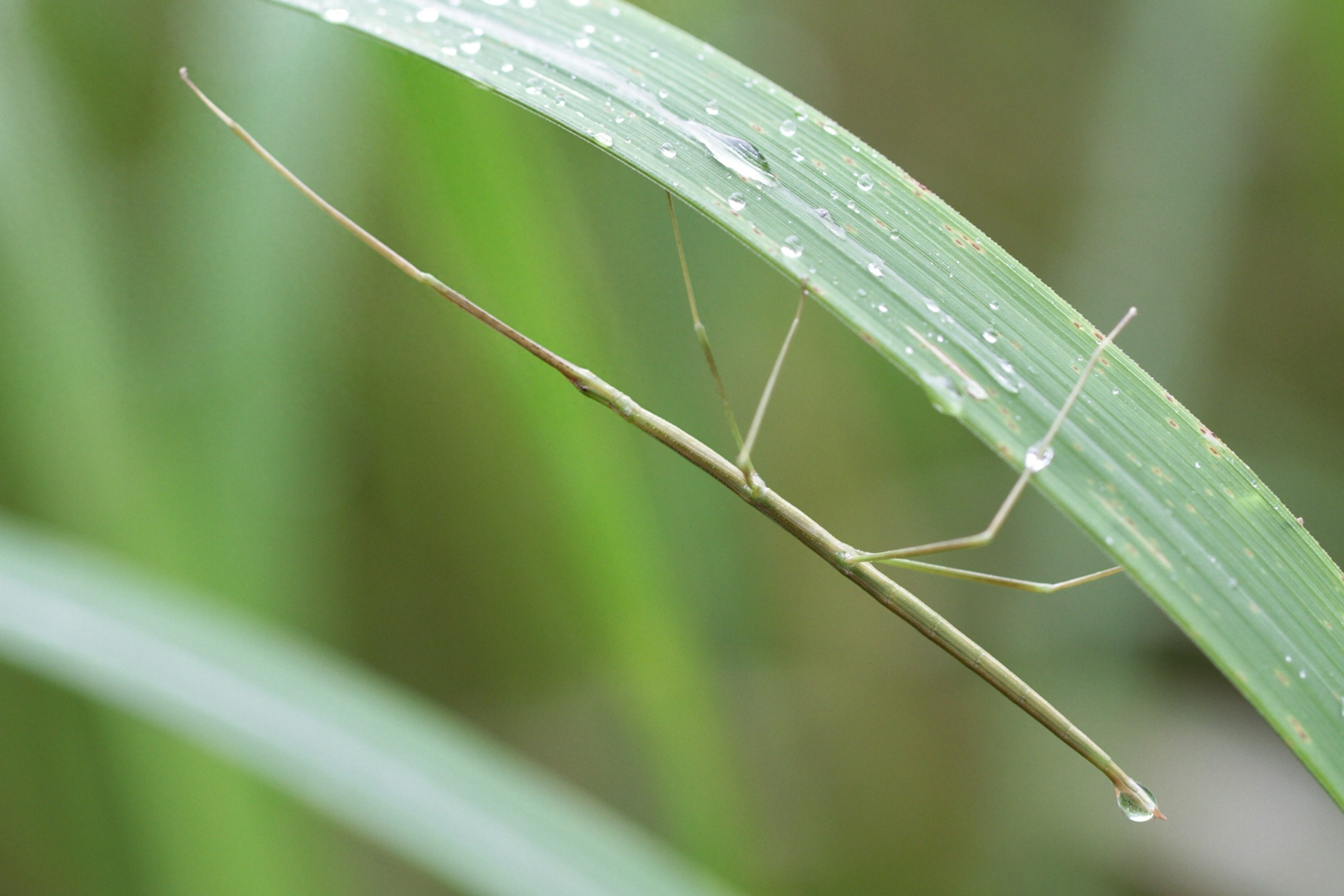竹节虫:百闻不如一见的拟态大师