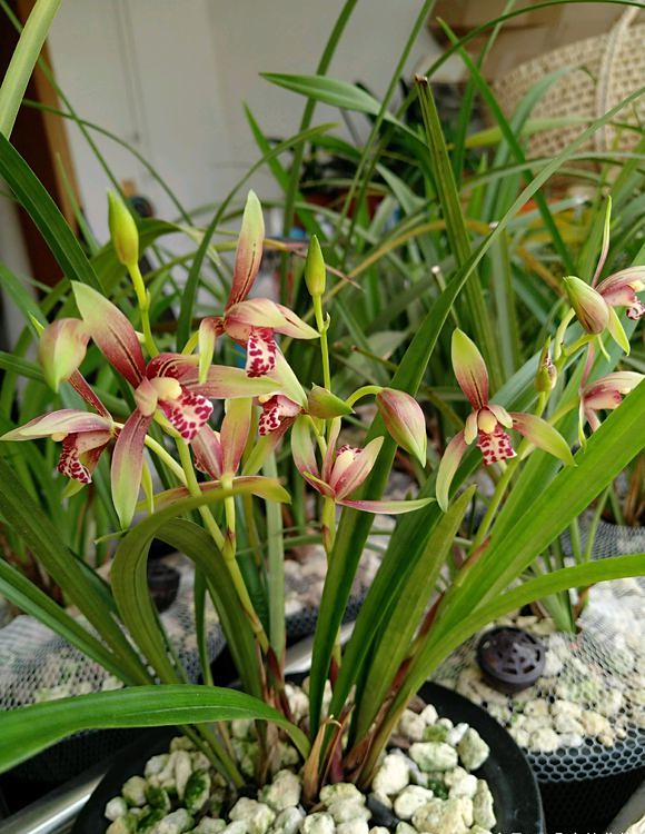 建兰名花逸红双娇,开品周正,色泽鲜明,易草易花,好养护