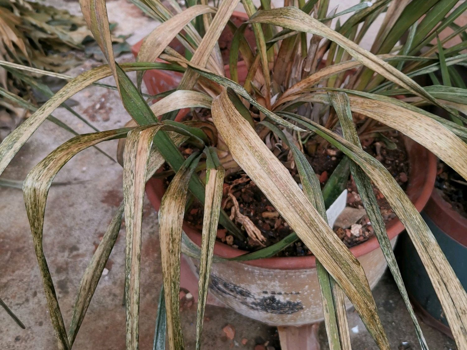 兰花有干叶子是什么原因?