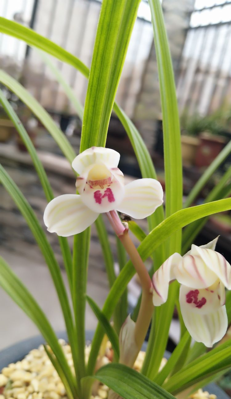 它是莲瓣兰荷瓣之首,瓣型优秀,开品端正,气势壮丽,无人不爱