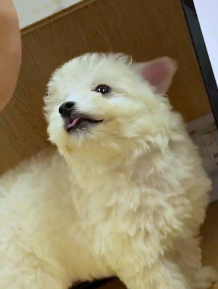 狗子凭自己的实力争取了一个大嘴巴子,咬完竟然还一脸期待-度小视