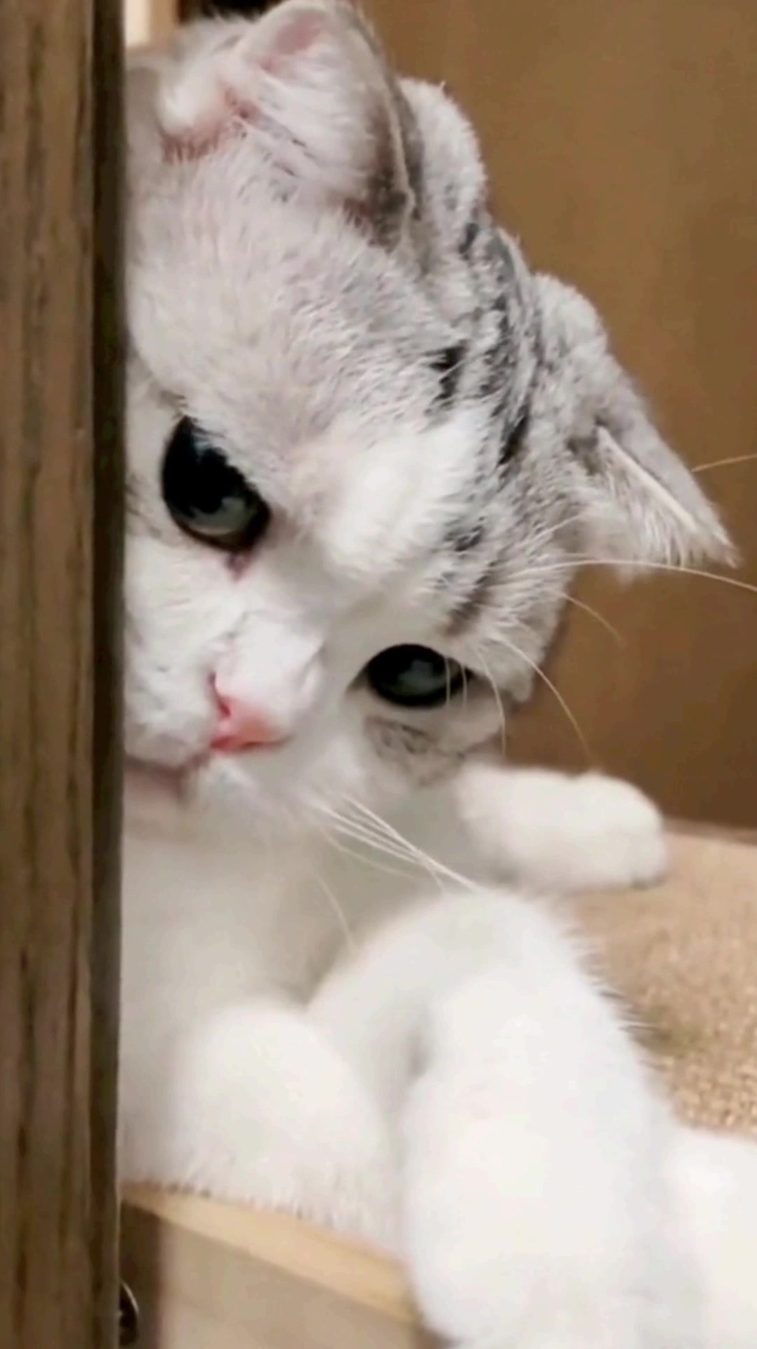 小猫咪也有烦恼吧,只是它不会发朋友圈