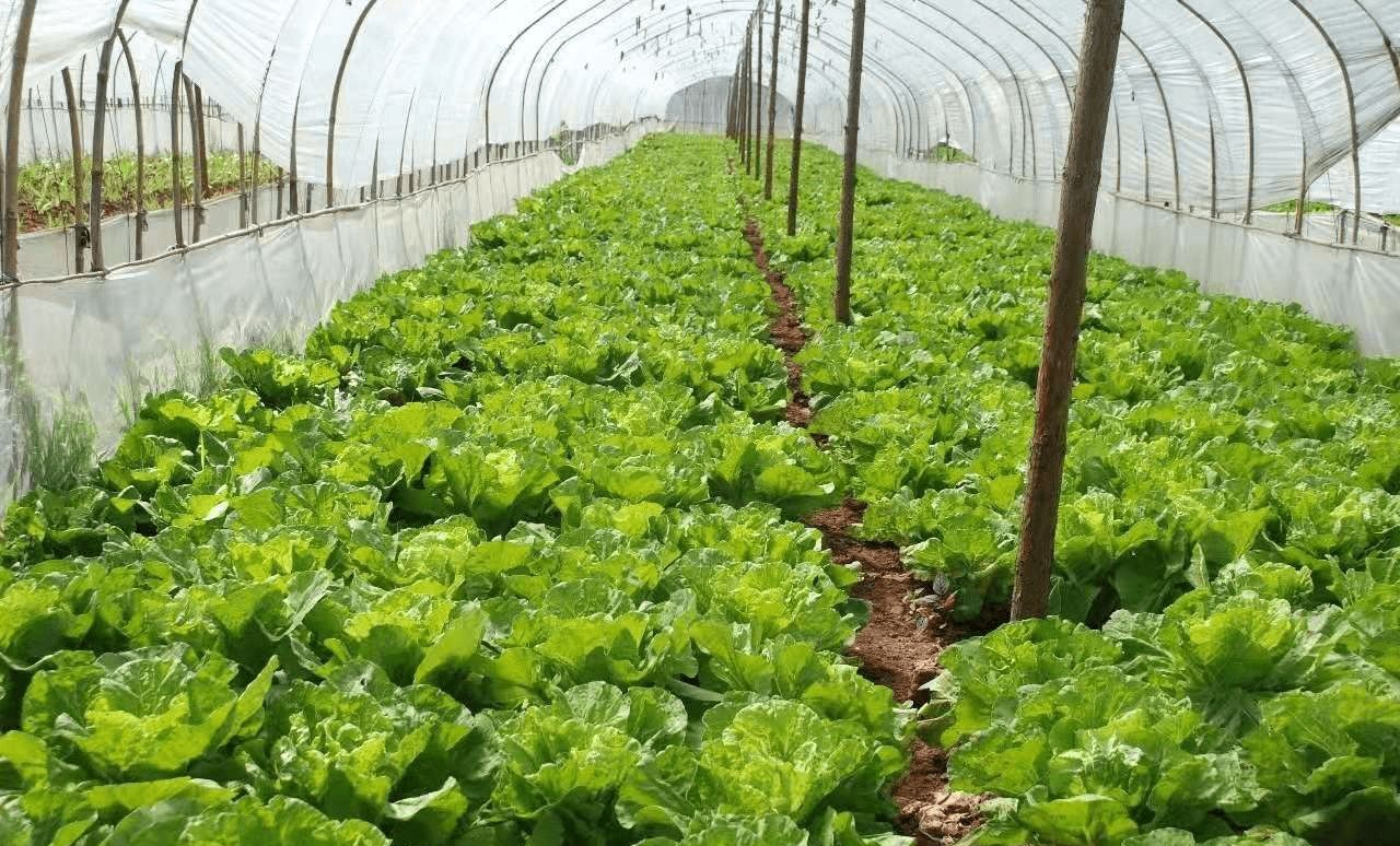 河南农民菜棚被破坏,自称或损失百万,网友:早知道我也种菜去了