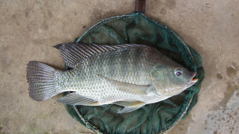 菩萨鱼曾局部泛滥,如今罗非鱼"反客为主",外来鱼危害有多大?