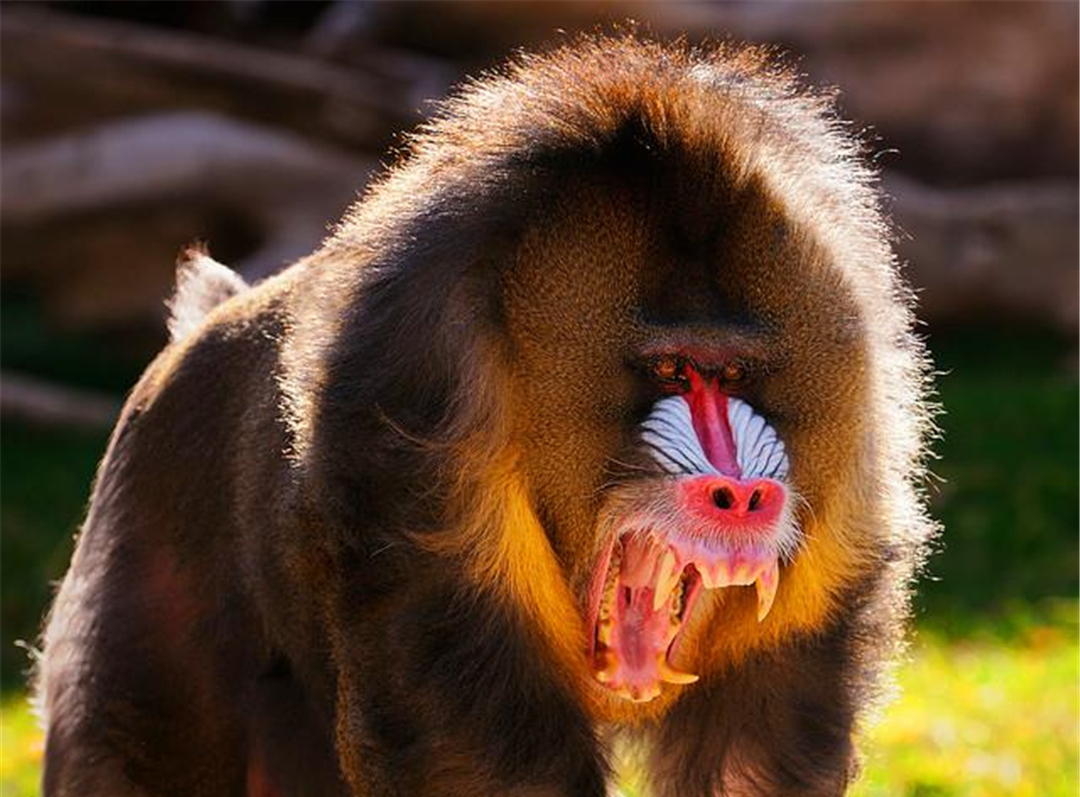 俗话说宁遇豺狼不碰山魈山魈是什么为什么让人忌惮呢