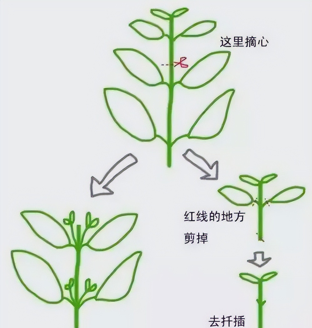 苗木,花卉,果树修剪的最佳时间,是什么时候?