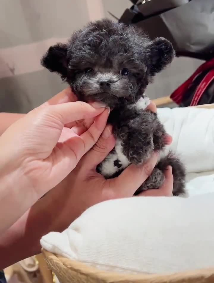 立耳灰色茶杯泰迪熊,立耳泰迪-度小视