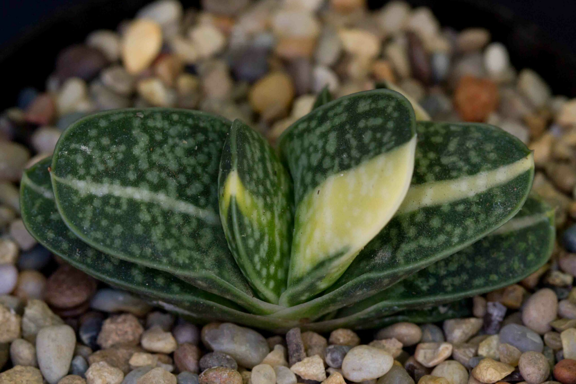 子宝多肉是一种观赏价值高且能吸收辐射的多肉植物,适合在明亮但不