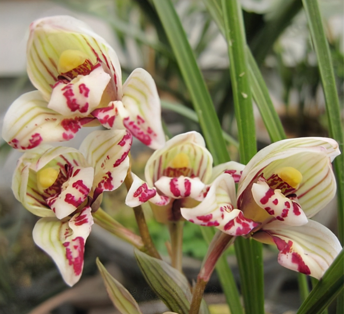 莲瓣兰剑阳蝶,花开如蝶,叶姿高雅,花香迷人,极具收藏价值