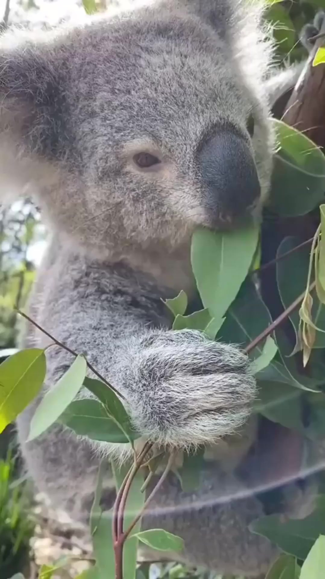 近距离实拍考拉,慢悠悠吃树叶的样子太可爱,简直萌化了我的心!