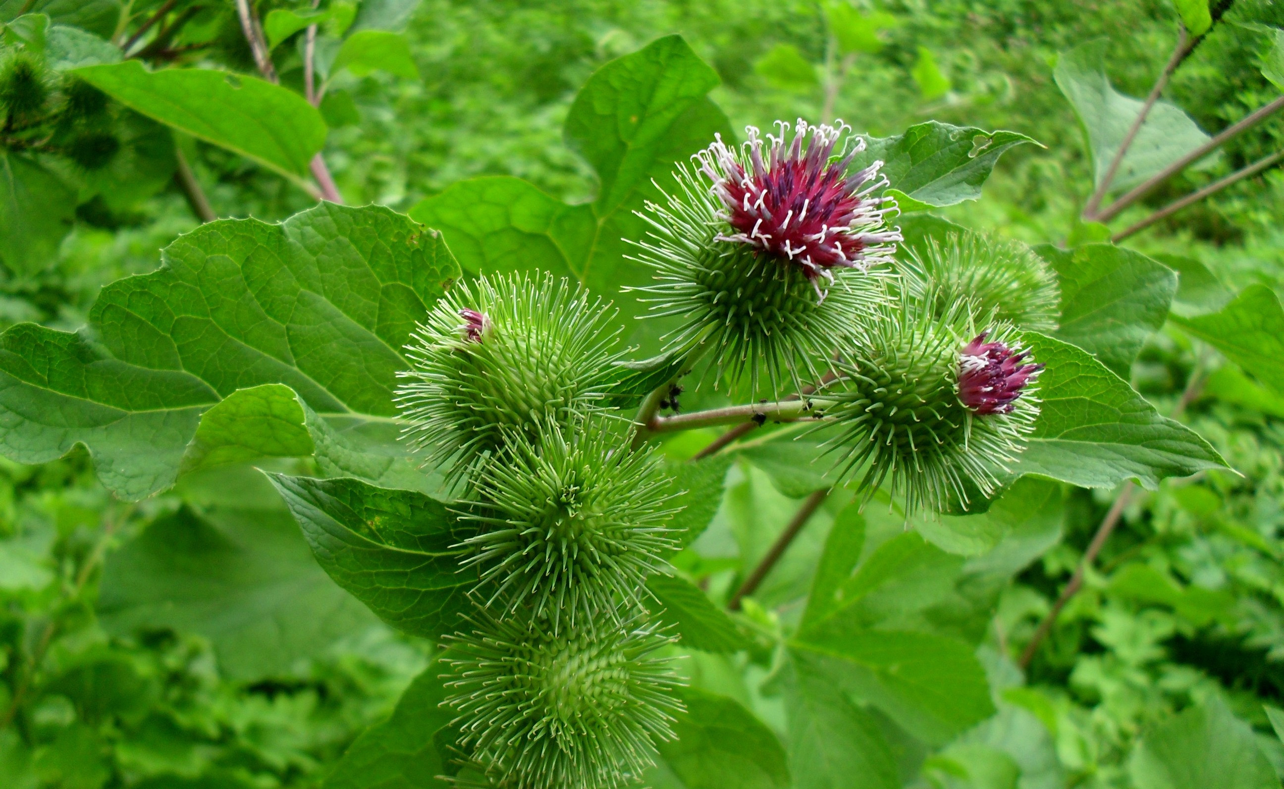 牛蒡子种植技术及亩效益:如何高效栽培这种药食两用的植物?