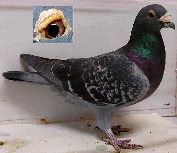 要留种的鸽子的鸽眼要这样才好