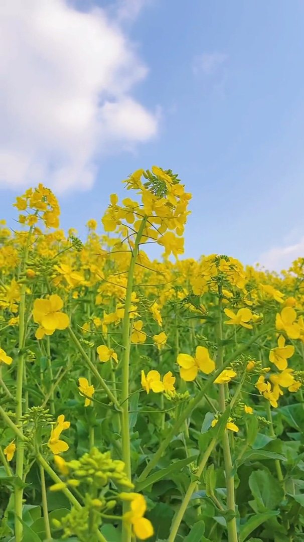 春天里的油菜花,金色耀眼,让人心生灿烂