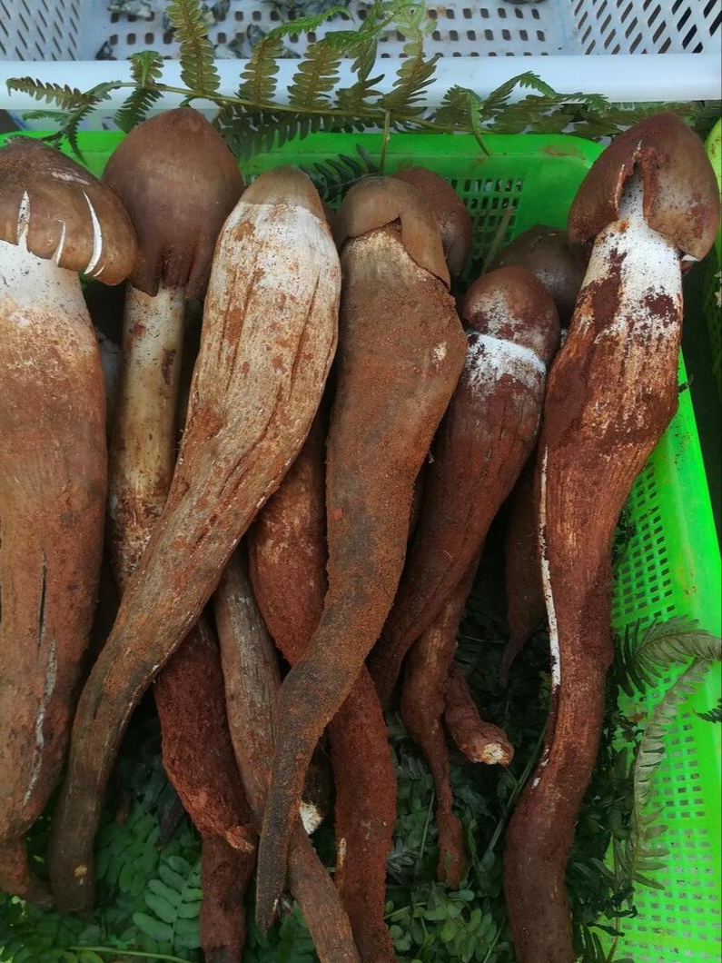 鸡枞菌,唯有白蚁才能"种出",云南人心中排在"钱"前的山珍