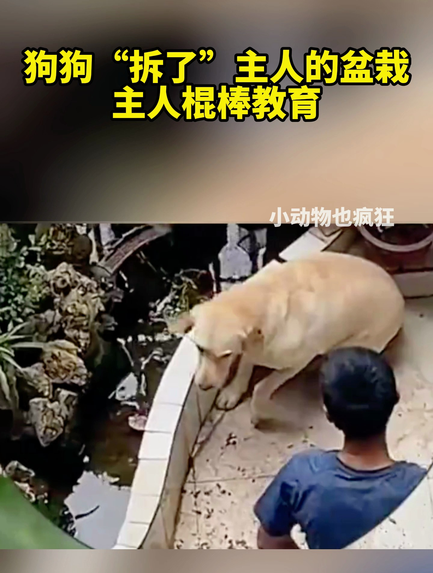 弱小无助的狗狗,躲在角落瑟瑟发抖呀