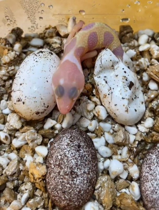 豹纹守宫,如此顺滑的出壳过程