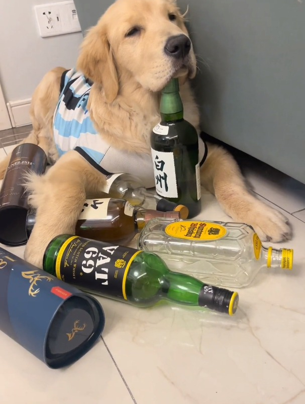 伤得够深的,摆烂了,一狗饮酒醉