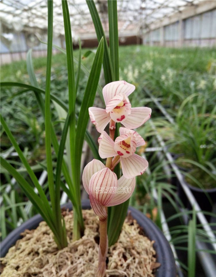 它是蓮瓣蘭之中的極品,花姿曼妙,香味清幽,最值收藏養護一盆