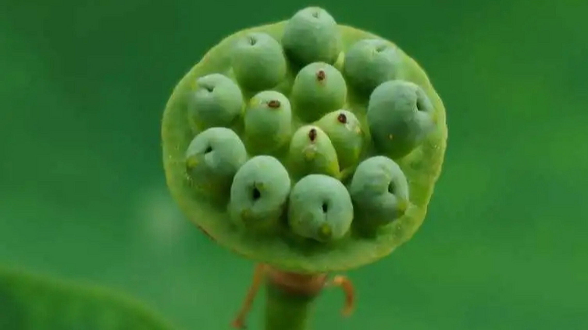 水力传播种子图片