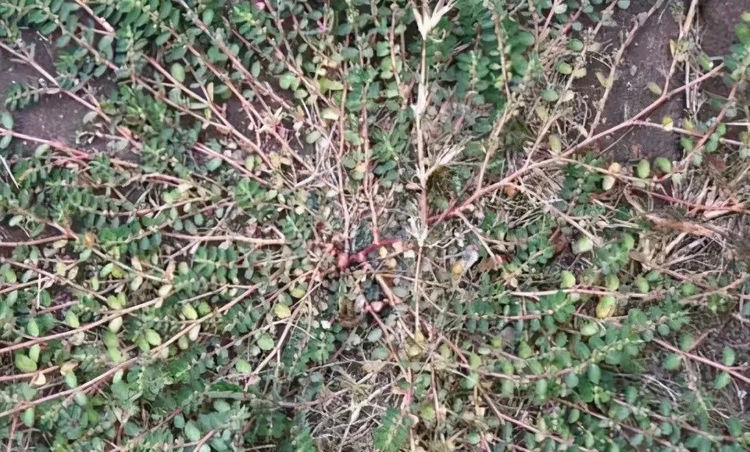 农村一野草,人称"千足草",曾被当成杂草,现在卖13元一斤!