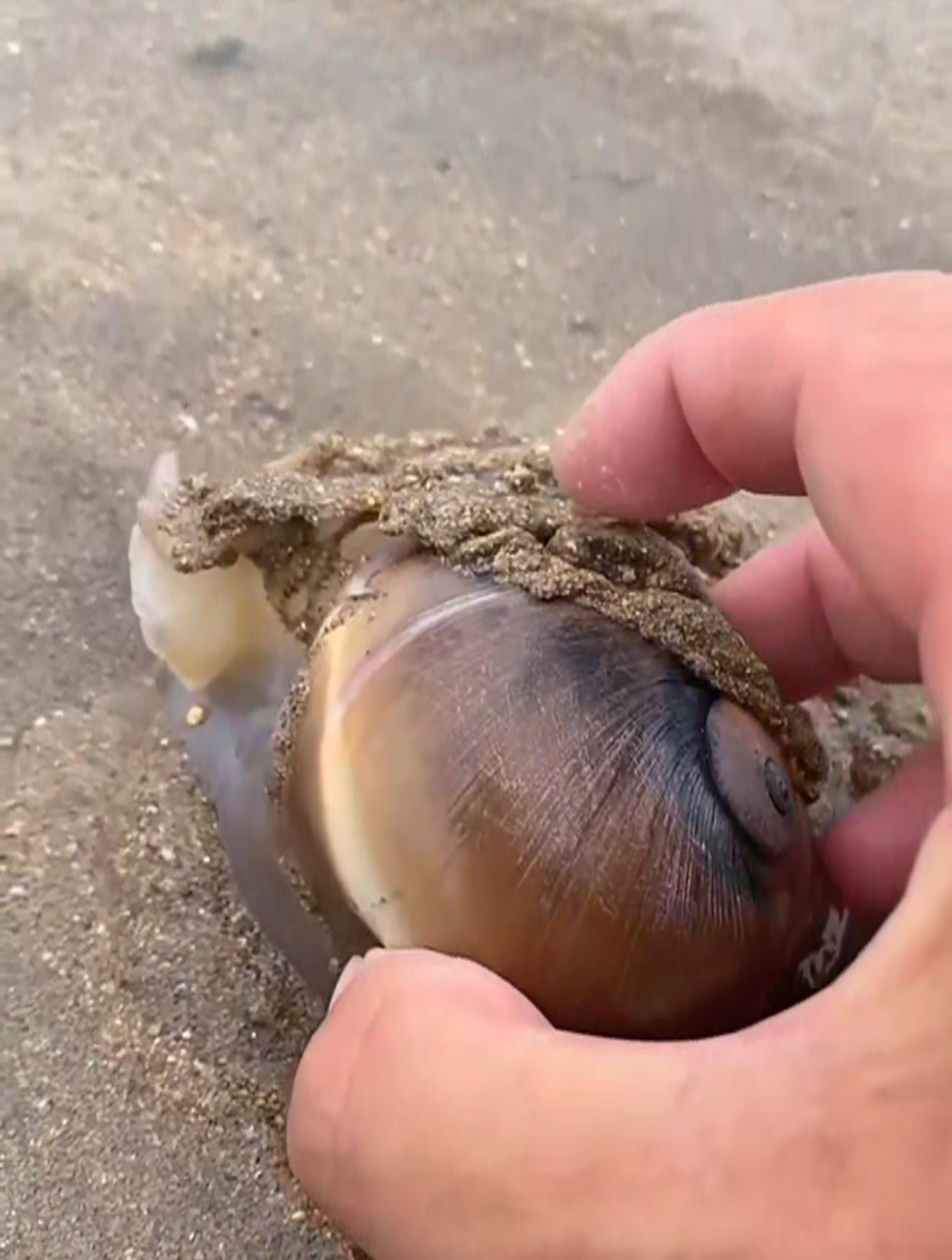 赶海抓海鲜,这个猫眼螺在沙滩上