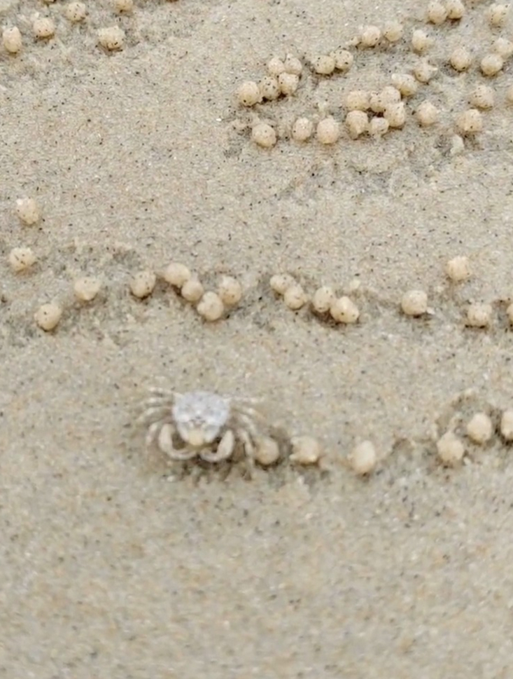 网友拍到沙滩上的小螃蟹,勤勤恳恳地"包汤圆"