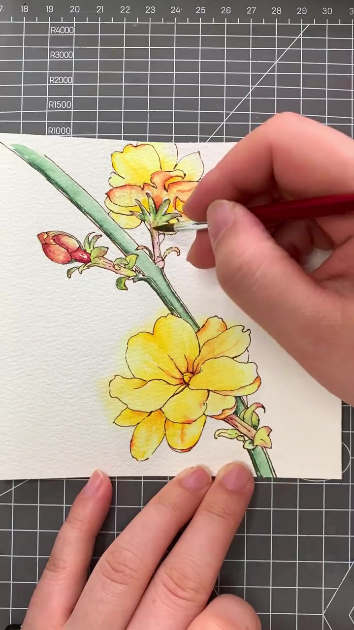 画一个迎春花绘画钢笔淡彩水彩绘画过程