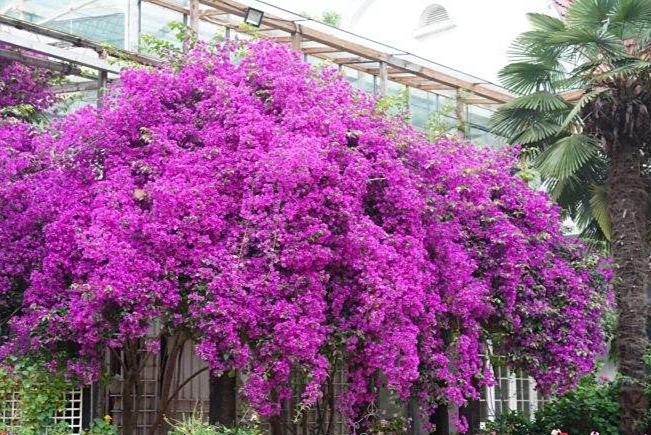 三角梅变身"紫蟒蛇",蜿蜒7层楼,垂流直下十几米,开成花瀑布