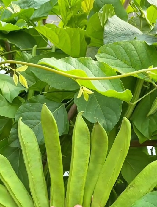 挂满藤的"大刀豆",因外壳坚硬形似弯豆而得名,无筋无丝!-度小视