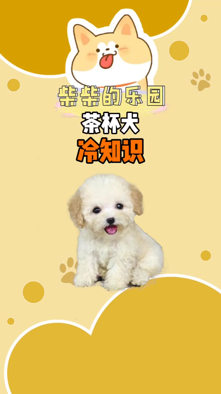 茶杯犬可爱的背后是多么悲剧的现实