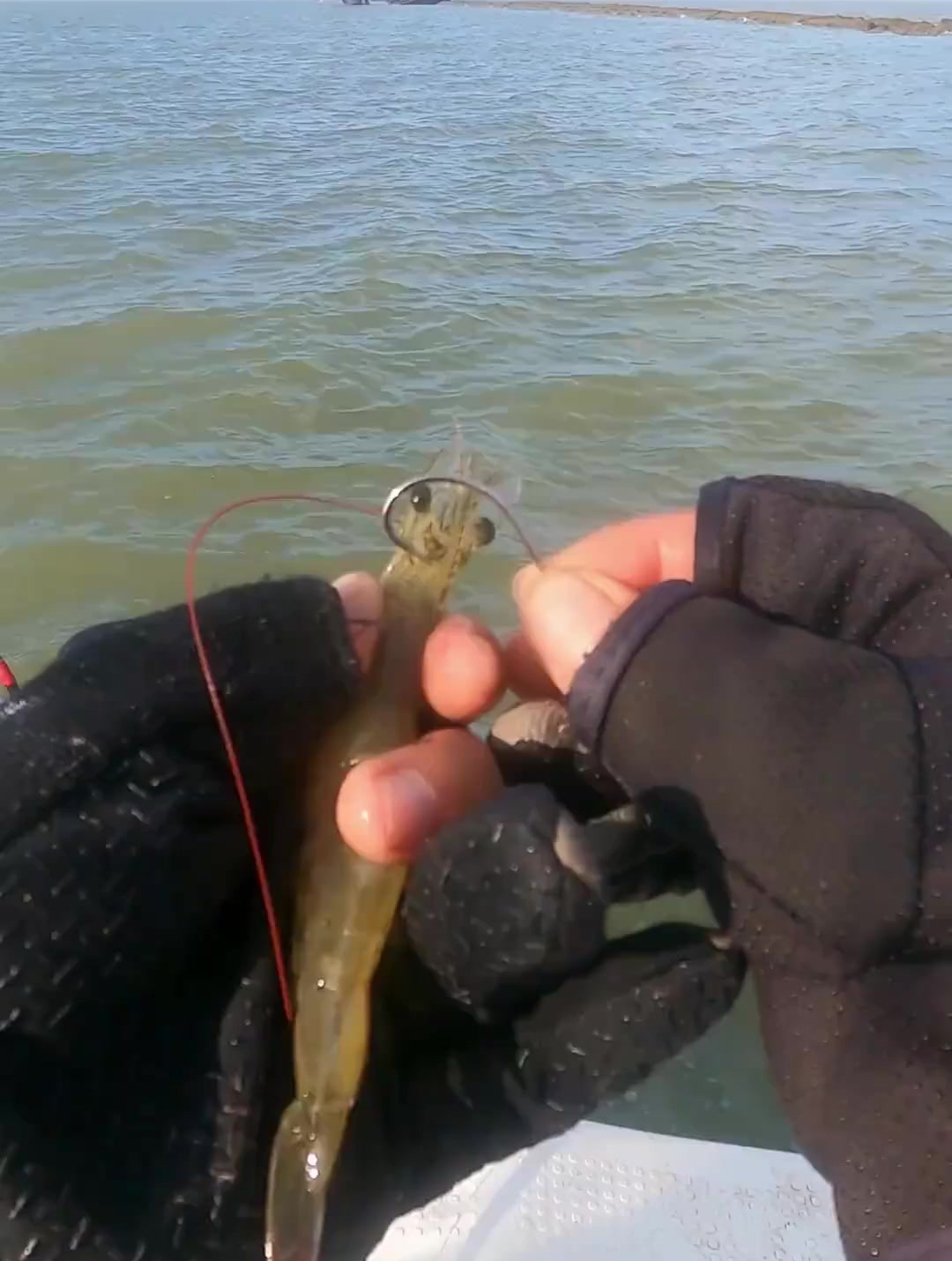 第一次見用大蝦釣鱸魚的,活餌下水秒中大貨,這腦洞真佩服