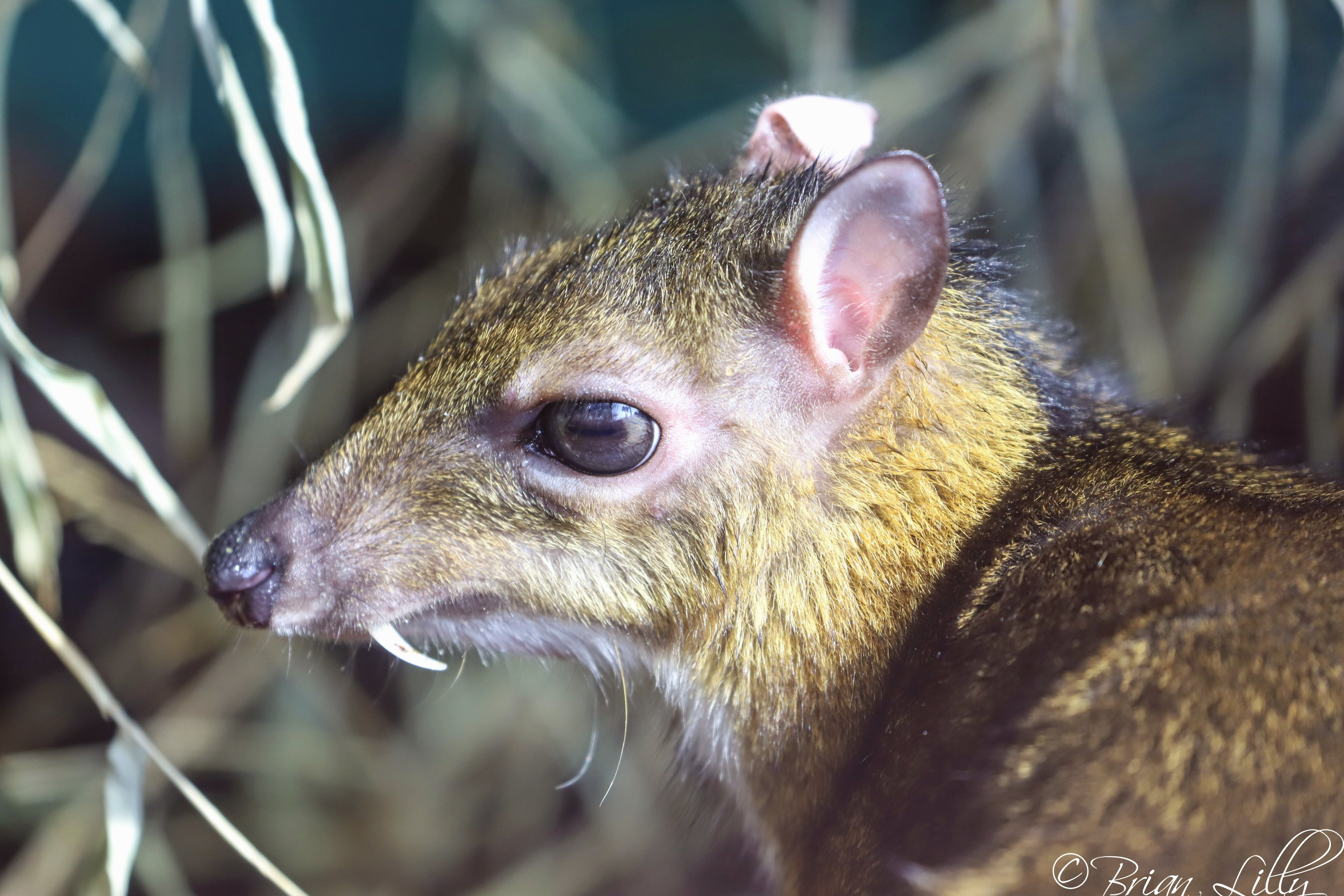 半鼠半鹿,头上有充气脊骨,1100万年前的鼷鹿,长成这样图什么?