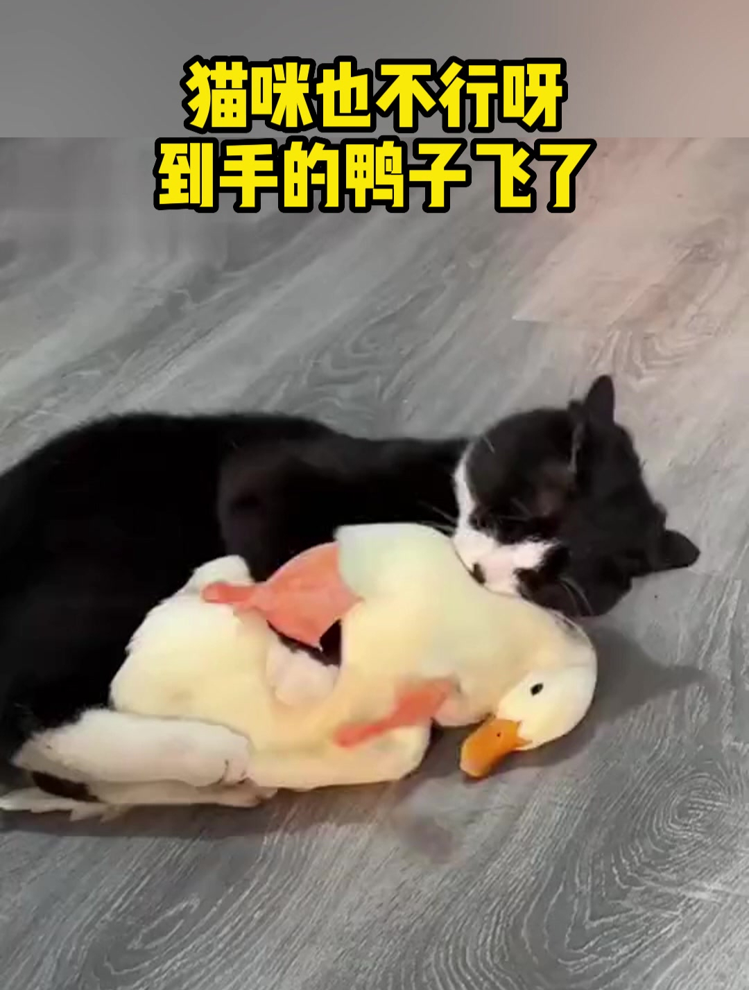 猫咪也不行呀,到手的鸭子飞了