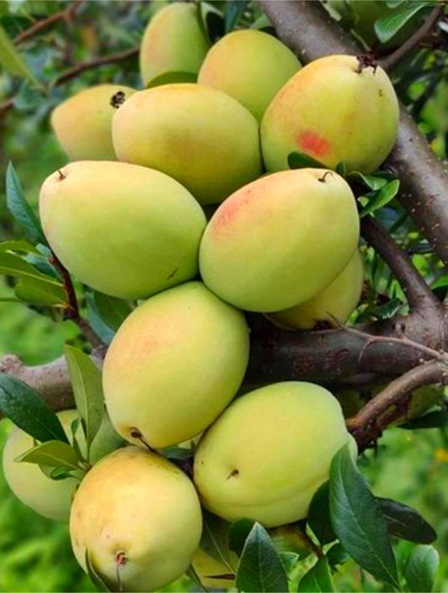 木瓜:中国本土真正的木瓜,不仅能当水果吃,用来泡酒喝好处更多