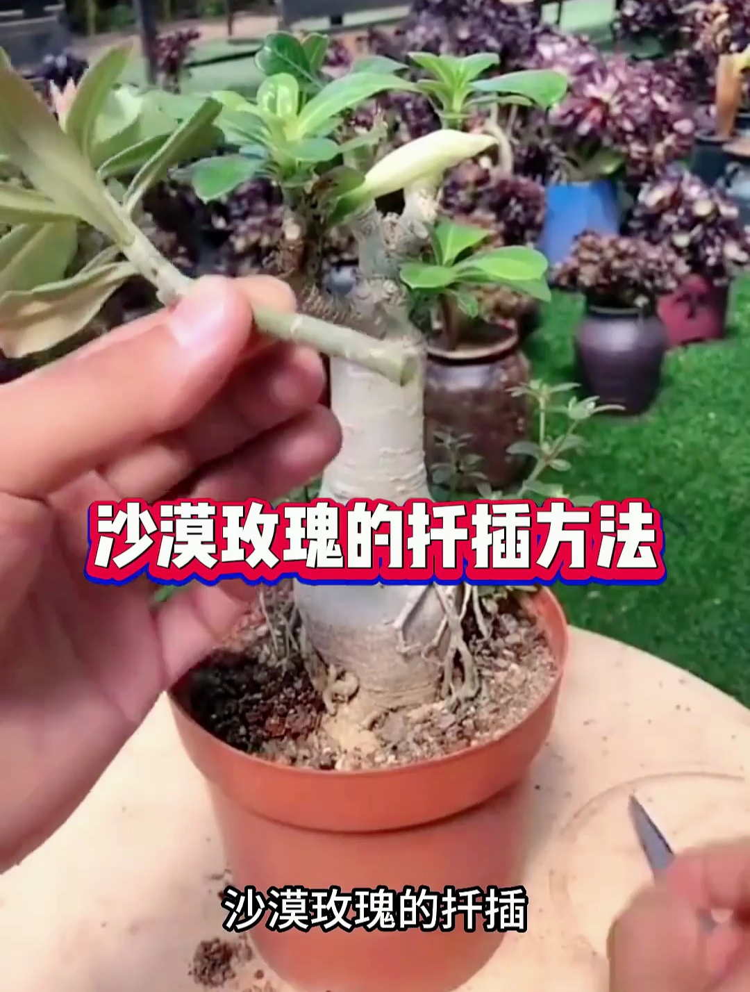 扦插沙漠玫瑰,掌握这个"要领",轻松繁殖多盆!-度小视