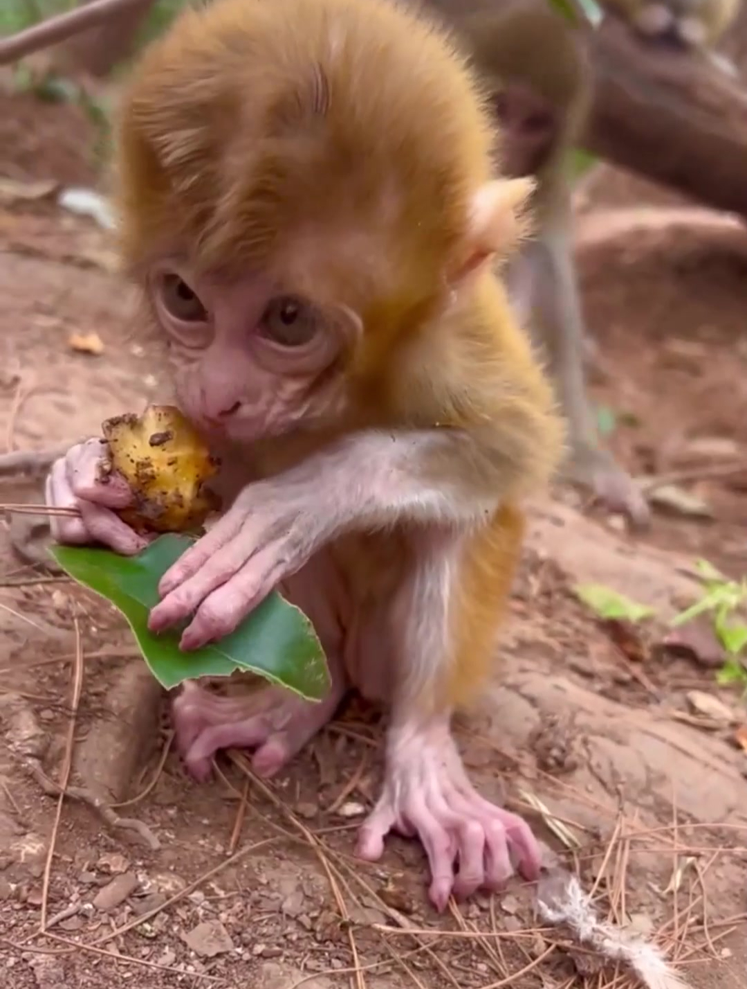 小猴子看着好瘦,赶快多吃点!