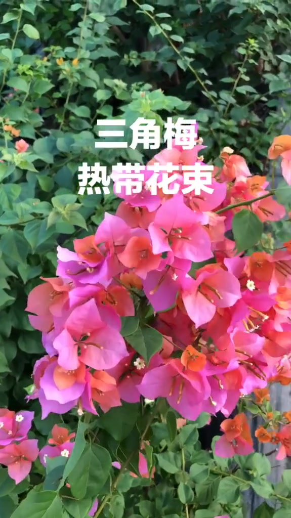 园艺:三角梅热带花束,由橙色慢慢变粉色!-度小视