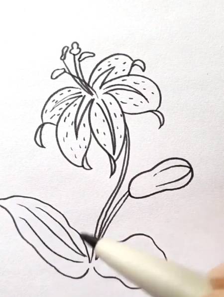 韭菜花绘画图片