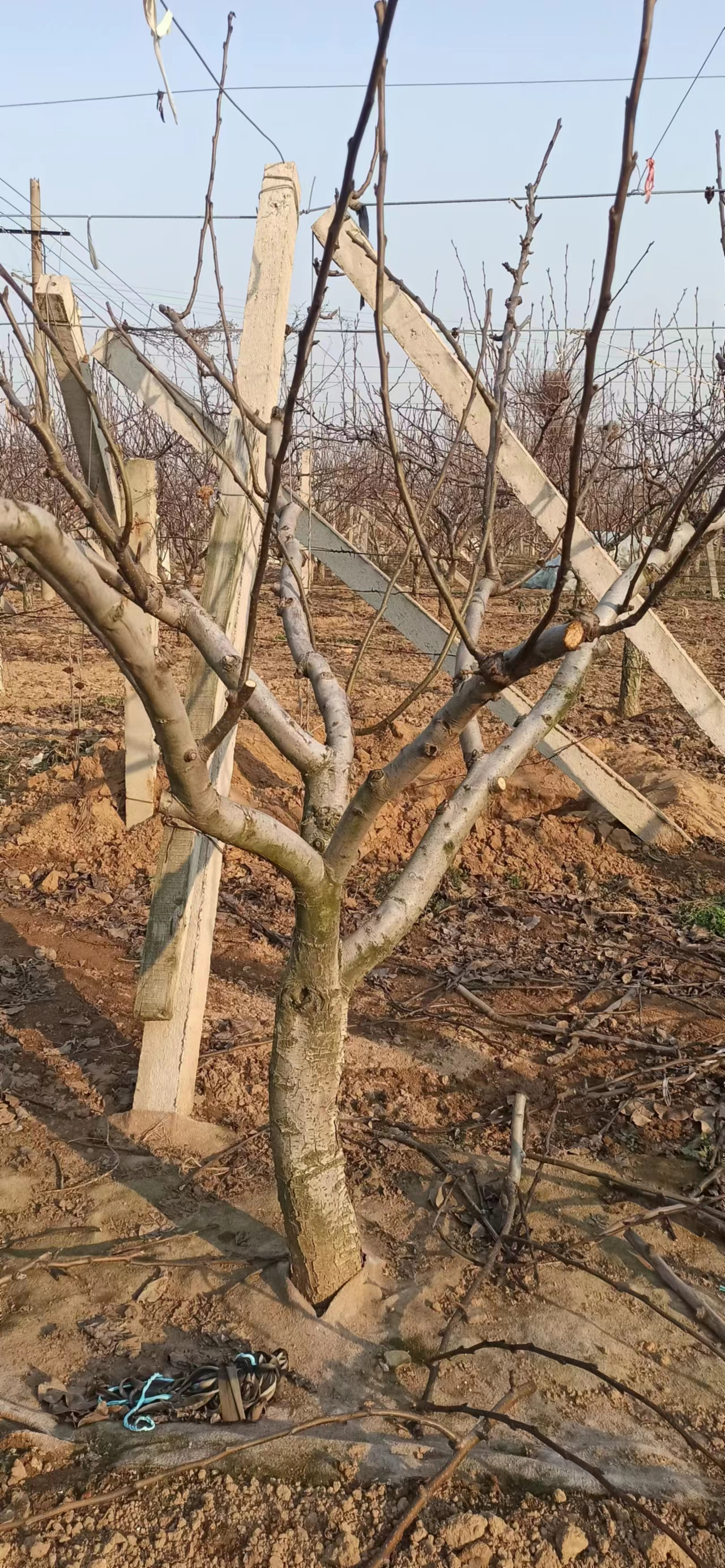 莱阳秋月梨修剪树枝