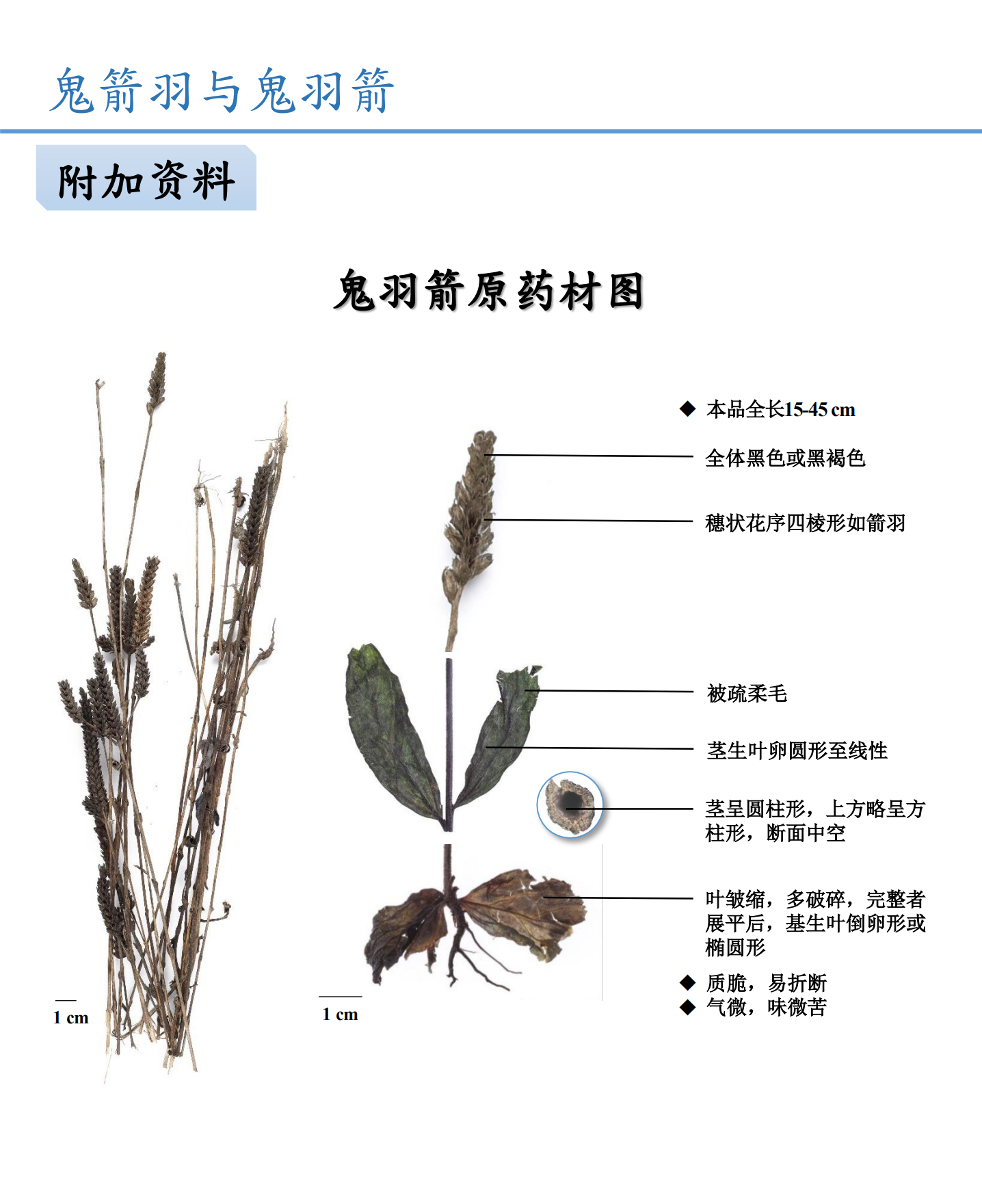 鬼箭羽与鬼羽箭鉴别