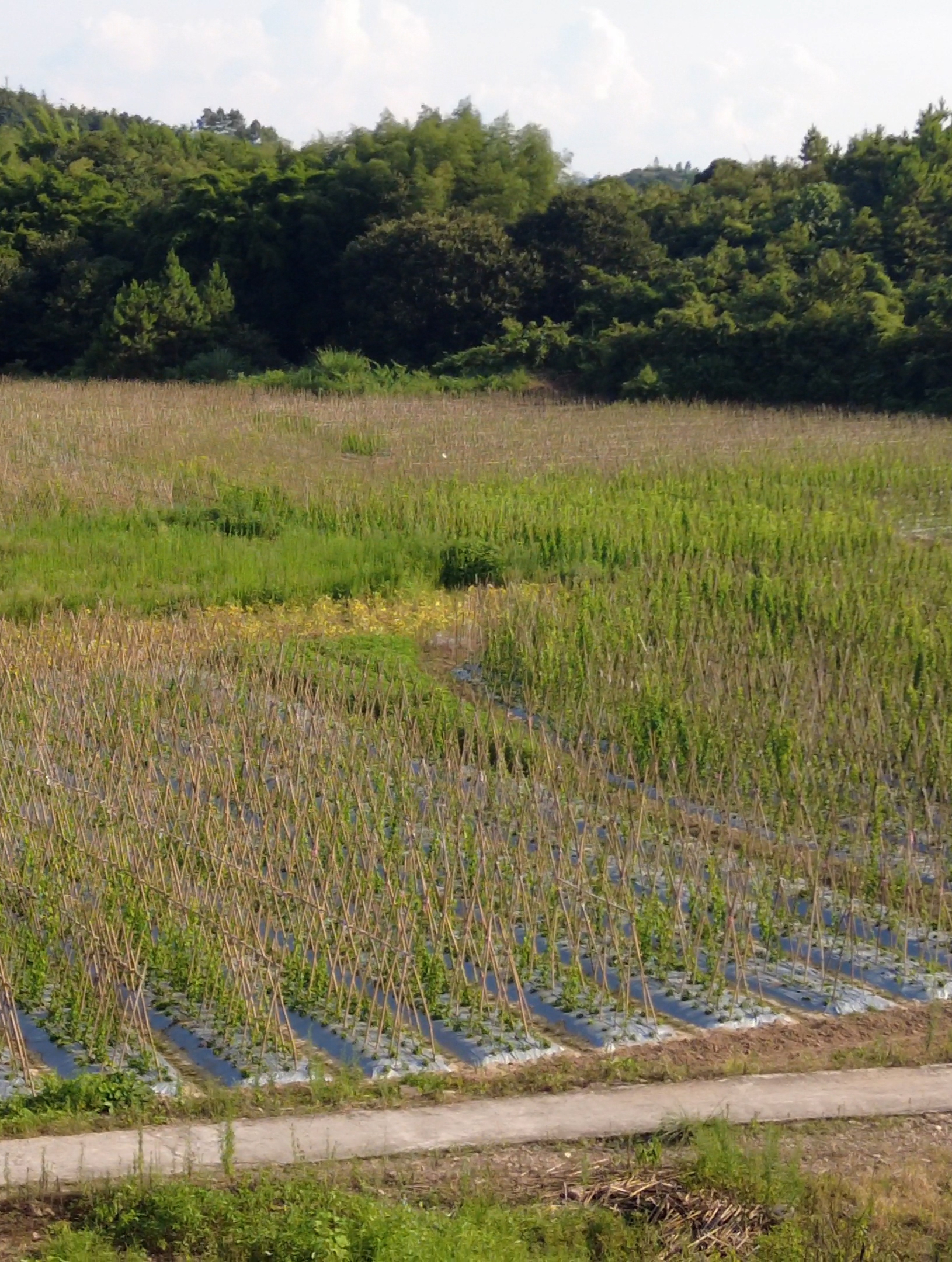 种植100亩粉防己药材