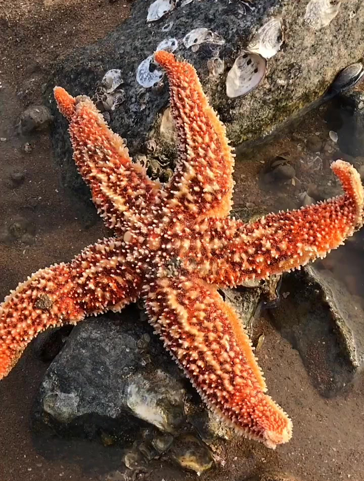 赶海捡到好多海星 你见过六个角的海星吗