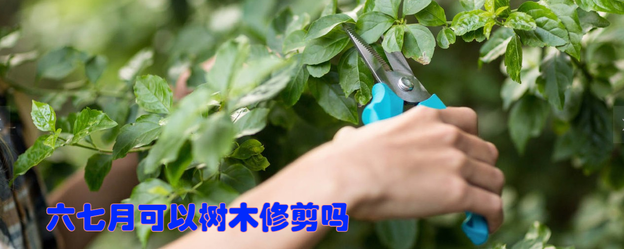 绿化树修剪标准