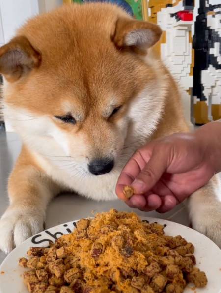 76万次播放.2022-07-281111柴犬嗨皮1.