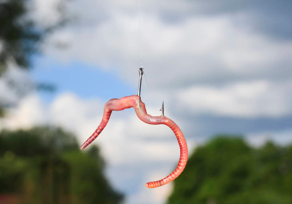 用蚯蚓钓鱼时,别犯这2个错误,不然你会钓不到鱼!