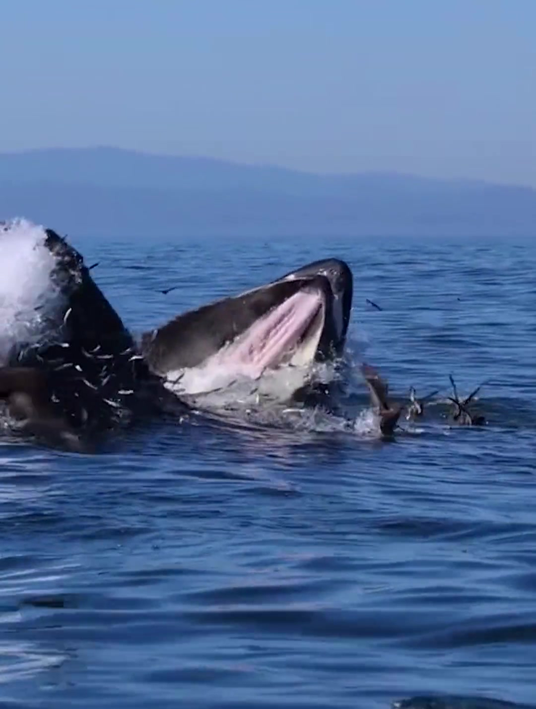 感受下海洋座头鲸大嘴可以有多大