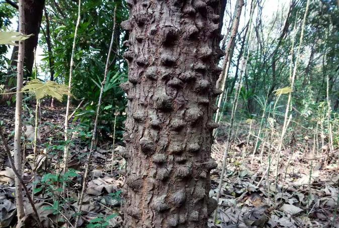 最粗糙的树皮是什么树