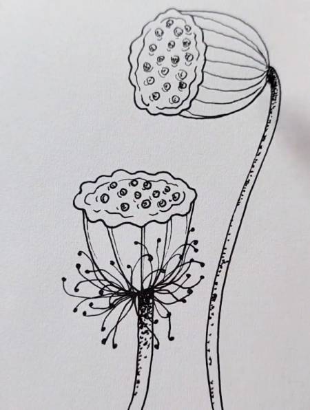 荷花一直以来都被赋予高洁清廉淡雅的美喻画莲蓬就对了