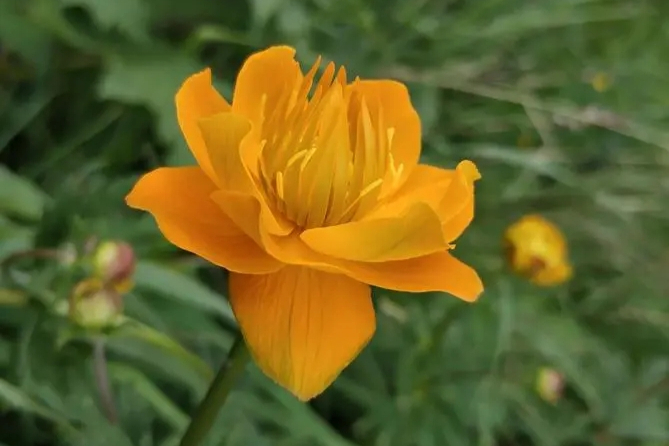 金莲花的寓意与象征:一朵金色的希望之花